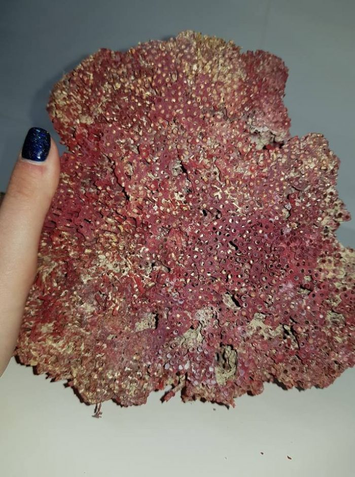 קורל טבעי סלע איכותי (לא צבוע) גוון אדום משקל: 526 גרם